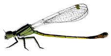 Infuscans female