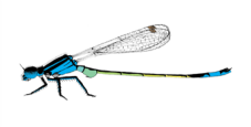 I. elegans male