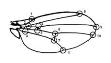 Drosophila melanogaster wing